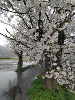 令和7年4月15日　弁天桜開花状況