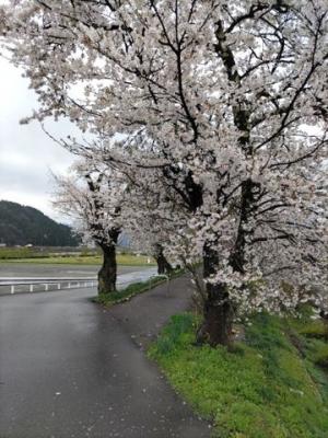 令和7年4月16日　弁天桜開花状況