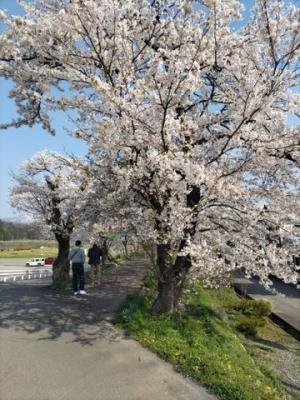 令和7年4月17日　弁天桜開花状況