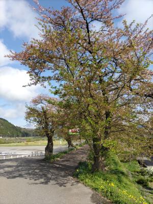 令和7年4月21日　弁天桜開花状況