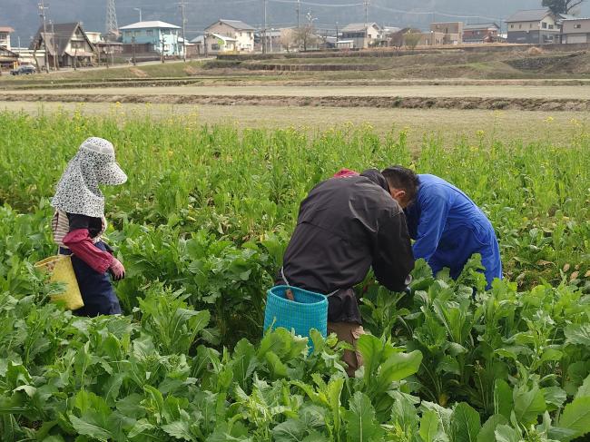 まずは間引き作業から、種になる質の良い水菜を残します。