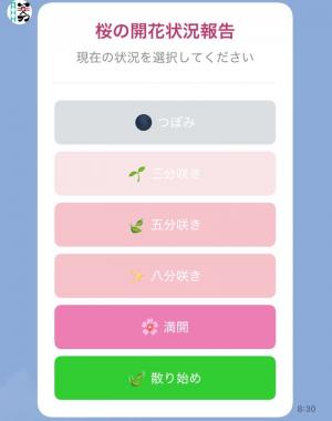 桜の開花状況報告