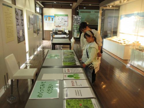 平泉寺の苔と自然