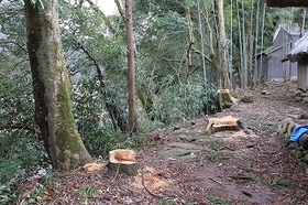 周辺の木を伐採