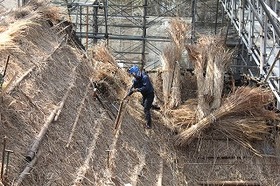 南西屋根にて茅を葺く