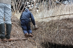 ガンギで茅を叩いて屋根の縁を整える２