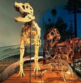 恐竜全身骨格