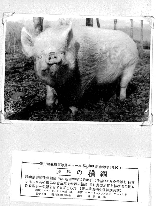 豚の横綱
