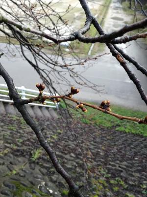 3月18日の開花状況