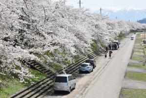 弁天桜3