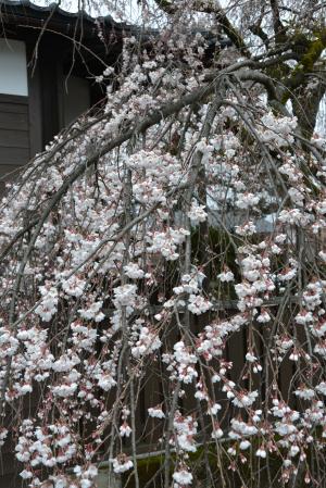 枝垂れ桜