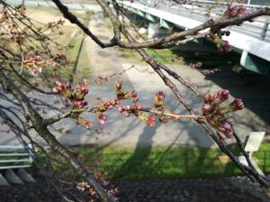 弁天桜開花状況