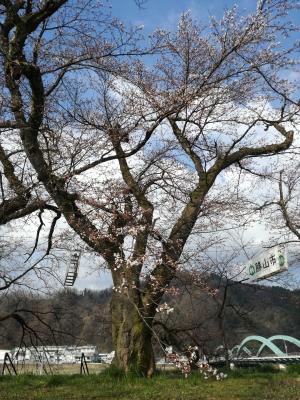 弁天桜開花状況2