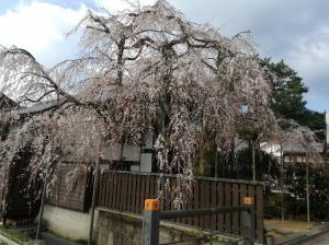 花月楼前桜開花状況