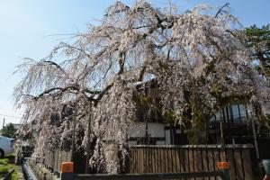 4月5日花月楼