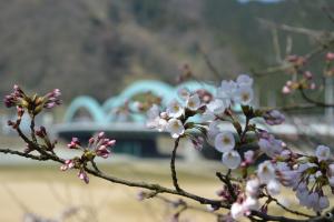 4月5日弁天桜