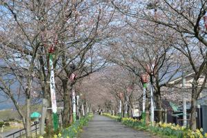 弁天桜下流側