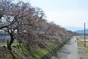 弁天桜上流側