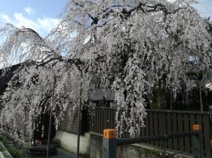 花月楼前　桜