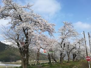 弁天桜