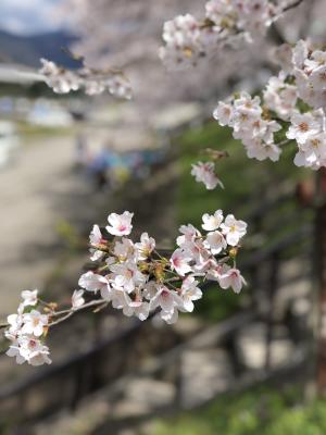 弁天桜