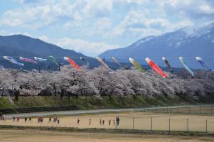 弁天桜と鯉のぼり