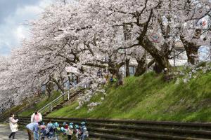 弁天桜