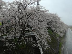 弁天桜