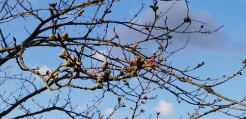 桜の開花状況