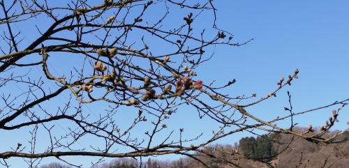 桜の開花状況