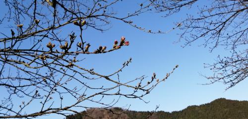 桜の開花状況