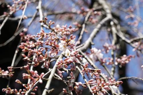 桜の開花状況