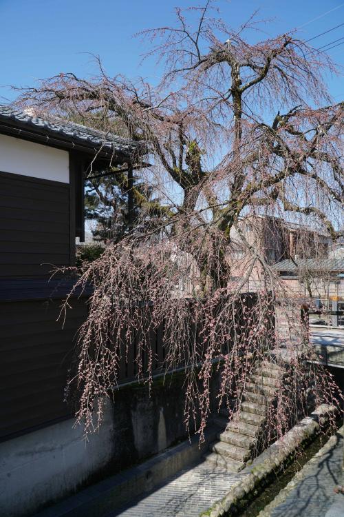 桜の開花状況