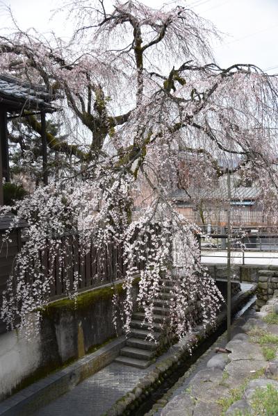 桜の開花状況