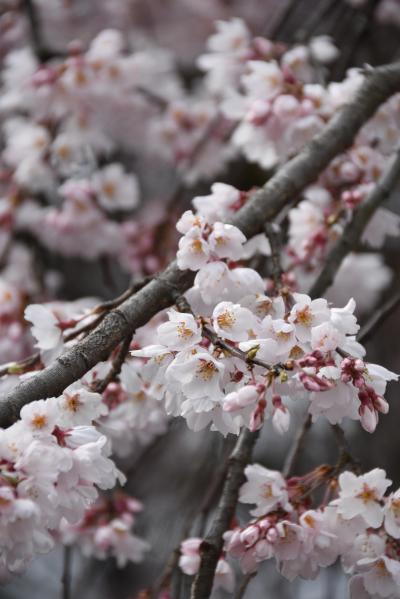 桜の開花状況