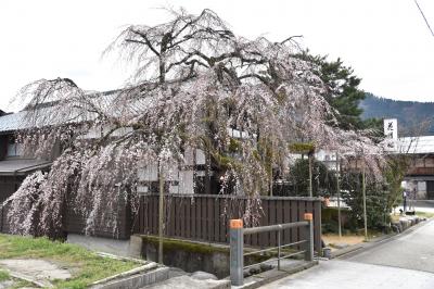 桜の開花状況