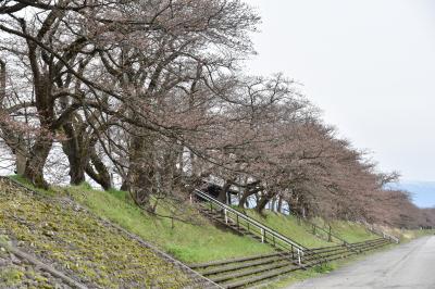 桜の開花状況