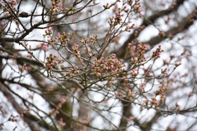 桜の開花状況