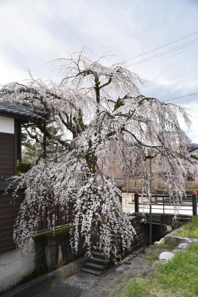 桜の開花状況