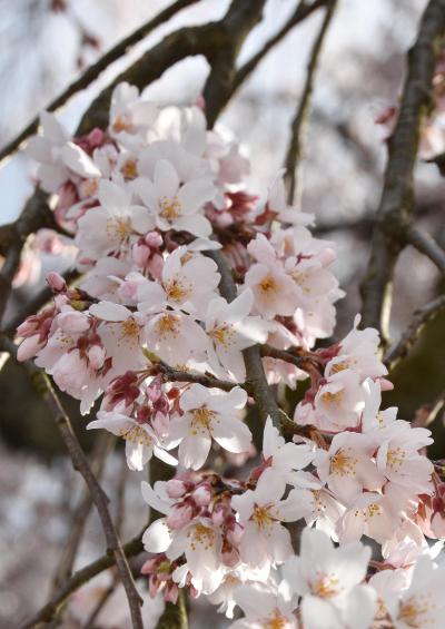 桜の開花状況