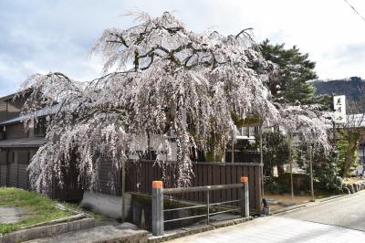 桜の開花状況