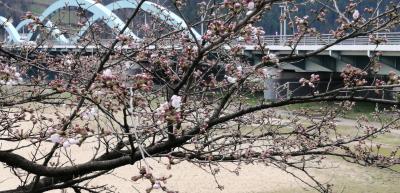 桜の開花状況