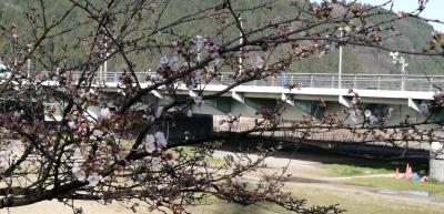 桜の開花状況