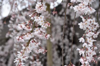 桜の開花状況