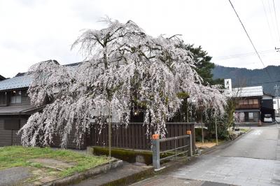 桜の開花状況