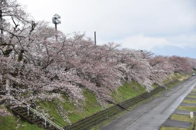 桜の開花状況