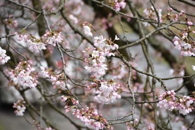 桜の開花状況