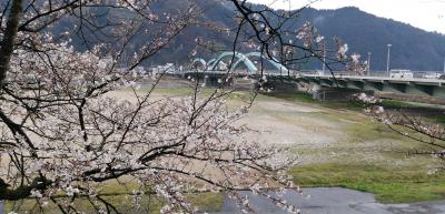 桜の開花状況