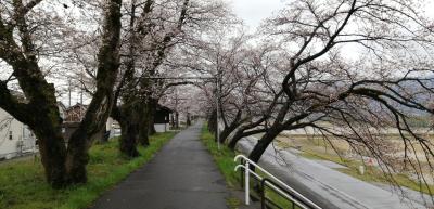 桜の開花状況