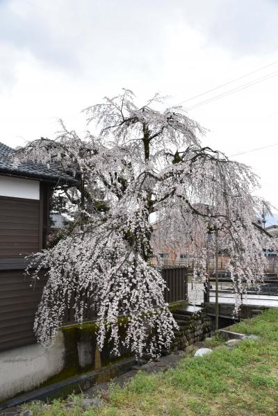 桜の開花状況